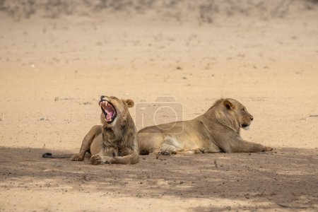 Female lionesses at wild nature of Addo Elephant National Park, South Africa