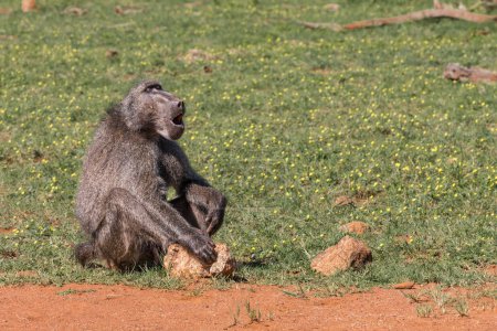 Close up of a single adult Chacma Baboon, Papio ursinus, at Pilanesberg, South Africa 
