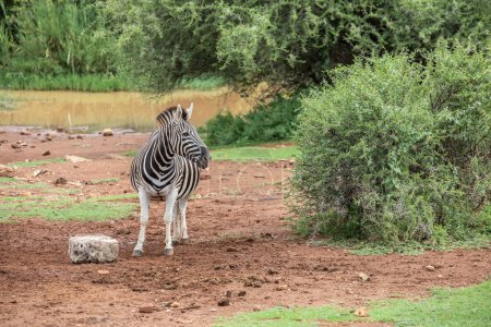 Photo for Lonely zebra in savannah of South Africa, daytime - Royalty Free Image