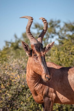 Hartebeest rouge dans la savane d'Afrique du Sud 