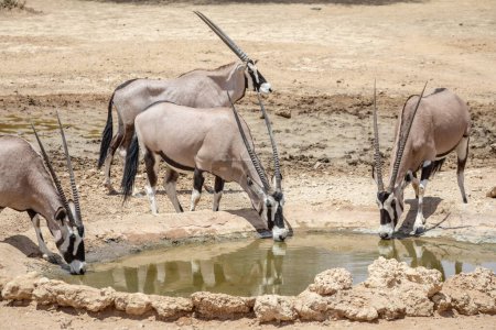 Herd of oryx drinking water in the Kgalagadi National Park, South Africa 