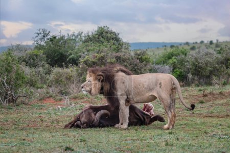 Tagsüber: Löwe frisst Kadaver eines Büffels im Addo Elephant Nationalpark, Südafrika