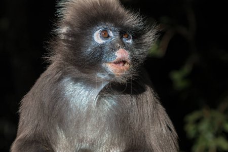 Portrait en gros plan d'un singe sombre aussi connu sous le nom de Langur à lunettes, Trachypithecus obscurus