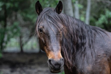 Closeup of adult stallion on farm, blurred background 