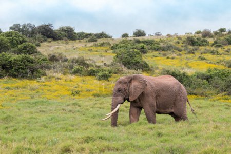 One elephant walking alone at savannah of south africa