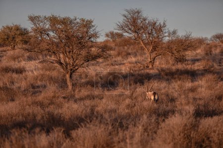 Oryx weidet in der Savanne Südafrikas