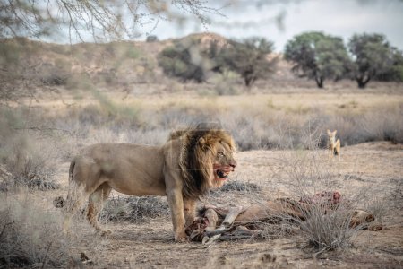 León adulto comiendo cadáver de un búfalo, en el Parque Nacional Elefante Addo, Sudáfrica