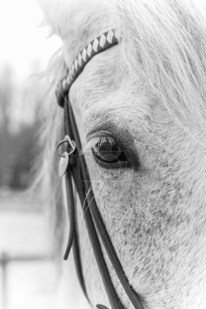 Grey stallion in stable on farm, closeup shot 