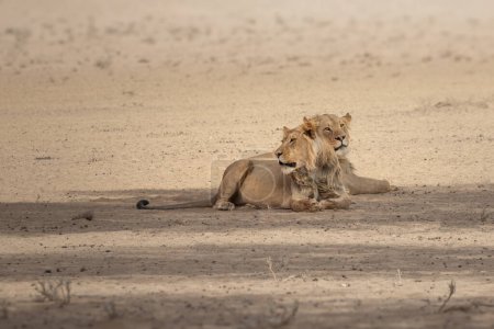 Ausgewachsene Löwinnen, Panthera leo, in der wilden Natur des Addo Elephant Nationalparks, Südafrika