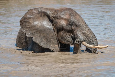 Téléchargez les photos : Éléphant adulte dans la rivière au parc national Addo Elephant - en image libre de droit