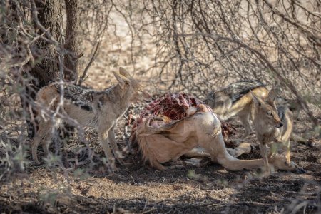 Stolz auf Schakale, die Antilopen in der Savanne von Südafrika fressen 