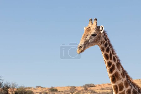Closeup of head and neck of Giraffe, Giraffa camelopardalis, at Pilanesberg National Park in South Africa