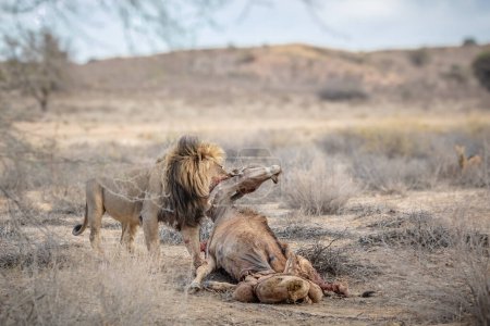 Adult male lion standing and eating carcass of a buffalo, in Addo Elephant National Park, South Africa