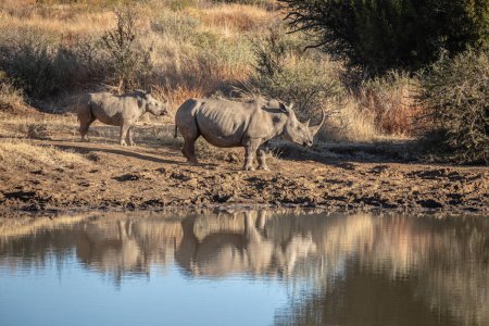 Grupo de rinocerontes en la sabana africana durante el día 