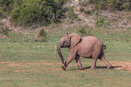 Einsamer Elefant sucht Wasser in der Savanne Afrikas