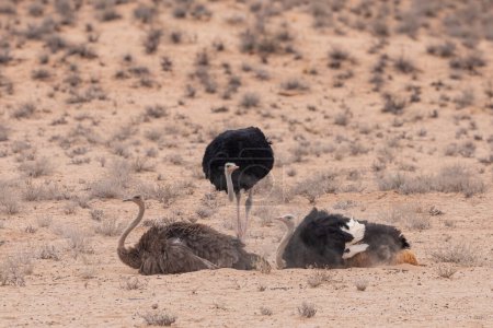 Adult Ostriches resting at Kgalagadi National Park, daytime view 