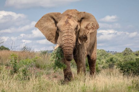 african elephant in the savannah of south africa