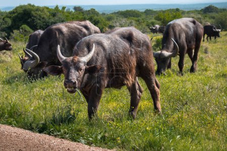 Des buffles africains pâturent dans la savane d'Afrique du Sud