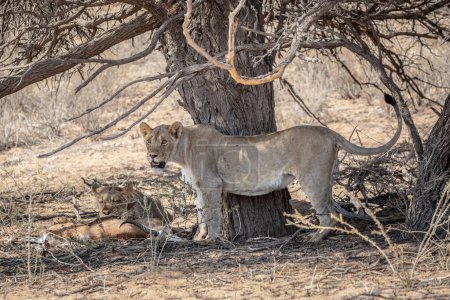 Leonas femeninas, Panthera leo, acostadas en el bosque veld en el Parque Nacional Elefante Addo, Sudáfrica