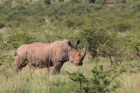 Plan diurne de rhinocéros solitaire dans la savane d'Afrique du Sud