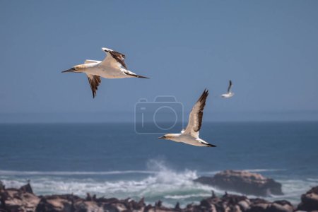 Pelicans on sandy beach at daytime 