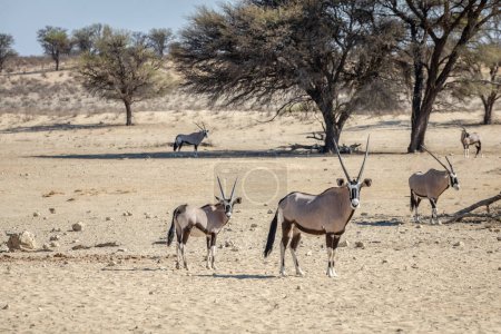 Herd of oryx grazing in the Kgalagadi National Park, South Africa 