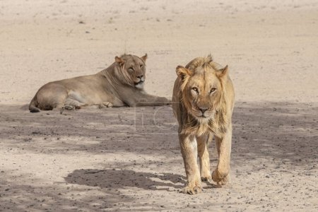 Two female lionesses, Panthera leo, at wild nature of Addo Elephant National Park, South Africa