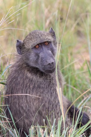 Close up of a single adult Chacma Baboon, Papio ursinus, at Pilanesberg, South Africa 