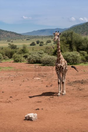 Daytime view of Giraffe walking in Pilanesberg National Park in South Africa