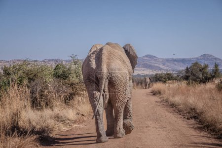  grand éléphant d'Afrique (Loxdonta) dans Addo Elephant Park en Afrique du Sud