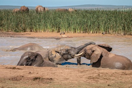 Young African Elephant calves (Loxdonta) clumsily trying to climb out of a slippery waterhole slick with mud in the Addo Elephant National Park in South Africa