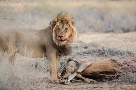 Single adult male lion (Panthera Leo) standing and eating a carcass of a buffalo, in the Kgalagadi Transfrontier Park, South Africa