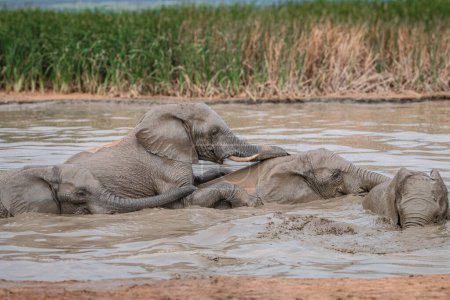 Junge afrikanische Elefantenkälber (Loxdonta) versuchen unbeholfen, aus einem rutschigen, schlammigen Wasserloch im Addo Elephant Nationalpark in Südafrika zu klettern