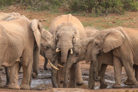  African Elephant calves (Loxdonta)  with mud in the Addo Elephant National Park in South Africa