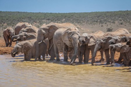  African Elephant calves (Loxdonta)  with mud in the Addo Elephant National Park in South Africa