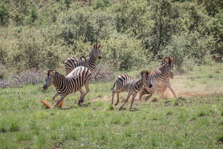 Herd of Zebras, Equus Quagga Burchellii, in South Africa, daytime view 