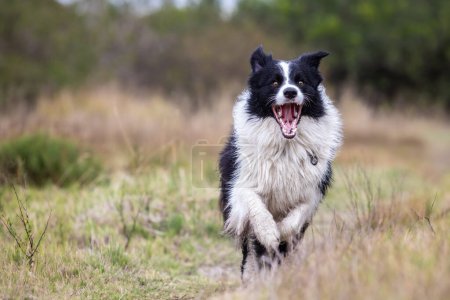 Foto de Retrato de borde collie perro corriendo en la naturaleza fondo - Imagen libre de derechos