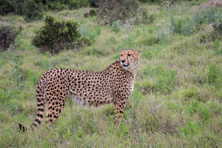Photo for Single alert, standing male, adult Cheetah, Acinonyx jubatus, in South Africa - Royalty Free Image