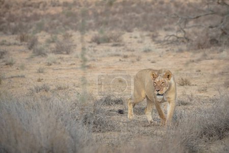 Single female lioness (Panthera leo) walking through the bush veld in the Addo Elephant National Park, South Africa