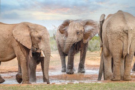 Herd of African elephants (Loxdonta) gathering and interacting around a waterhole at the Addo Elephant Park in South Africa