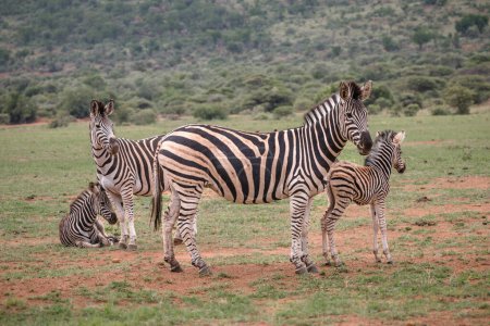 Herd of Zebras, Equus Quagga Burchellii, in South Africa, daytime view 