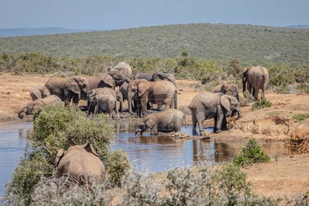 Téléchargez les photos : Jeunes veaux d'éléphant d'Afrique (Loxdonta) essayant maladroitement de sortir d'un trou d'eau glissant nappe de boue dans le parc national d'Addo Elephant en Afrique du Sud - en image libre de droit