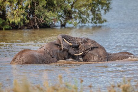 Young African Elephant calves (Loxdonta) clumsily trying to climb out of a slippery waterhole slick with mud in the Addo Elephant National Park in South Africa