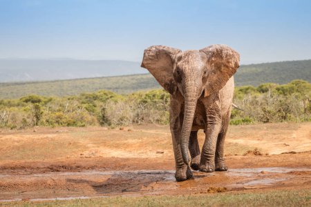 Téléchargez les photos : Gros plan d'une tête d'un grand éléphant d'Afrique (Loxdonta) dans Addo Elephant Park en Afrique du Sud - en image libre de droit