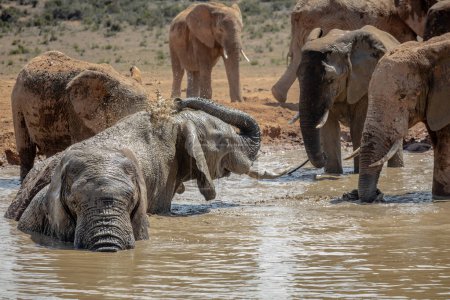 Junge afrikanische Elefantenkälber (Loxdonta) versuchen unbeholfen, aus einem rutschigen, schlammigen Wasserloch im Addo Elephant Nationalpark in Südafrika zu klettern