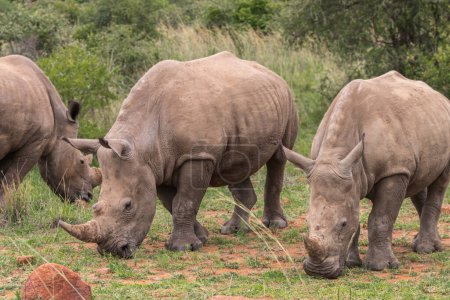 Group of rhinos in african savanna at daytime 