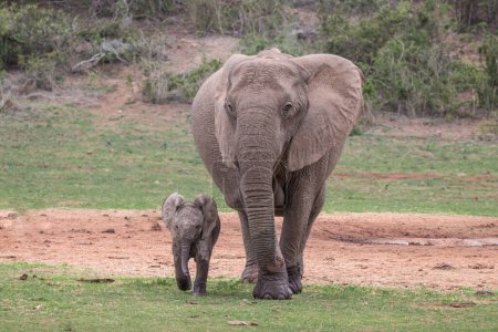 Foto de Elefante africano grande (Loxdonta) caminando con su cría en el Parque Nacional del Elefante Addo, Sudáfrica - Imagen libre de derechos