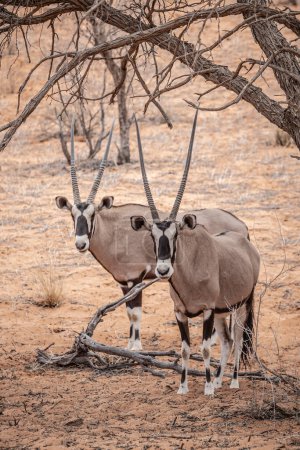 Two male oryx grazing in the Kgalagadi National Park, South Africa 
