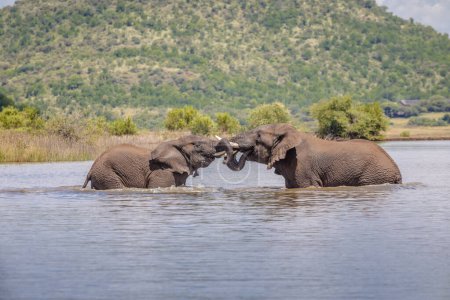 deux éléphants d'Afrique (Loxdonta) jouant dans l'eau d'un trou d'eau dans la chaleur de l'été dans le parc national Addo Elephant en Afrique du Sud