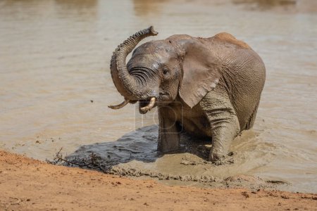 Photo for Single African elephant (Loxdonta) submerged in the water in the Addo Elephant National Park in South Africa - Royalty Free Image
